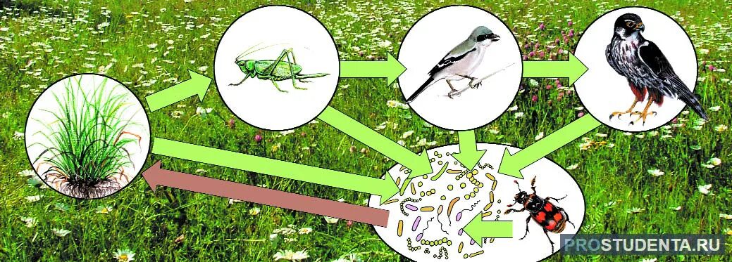 Биология цепь питания луга. Схема круговорота веществ на лугу окружающий мир. Схема круговорота веществ на лугу 3 класс окружающий мир. Схема круговорота веществ на Луге. Схема круговорота веществ на лугу 3 класс.