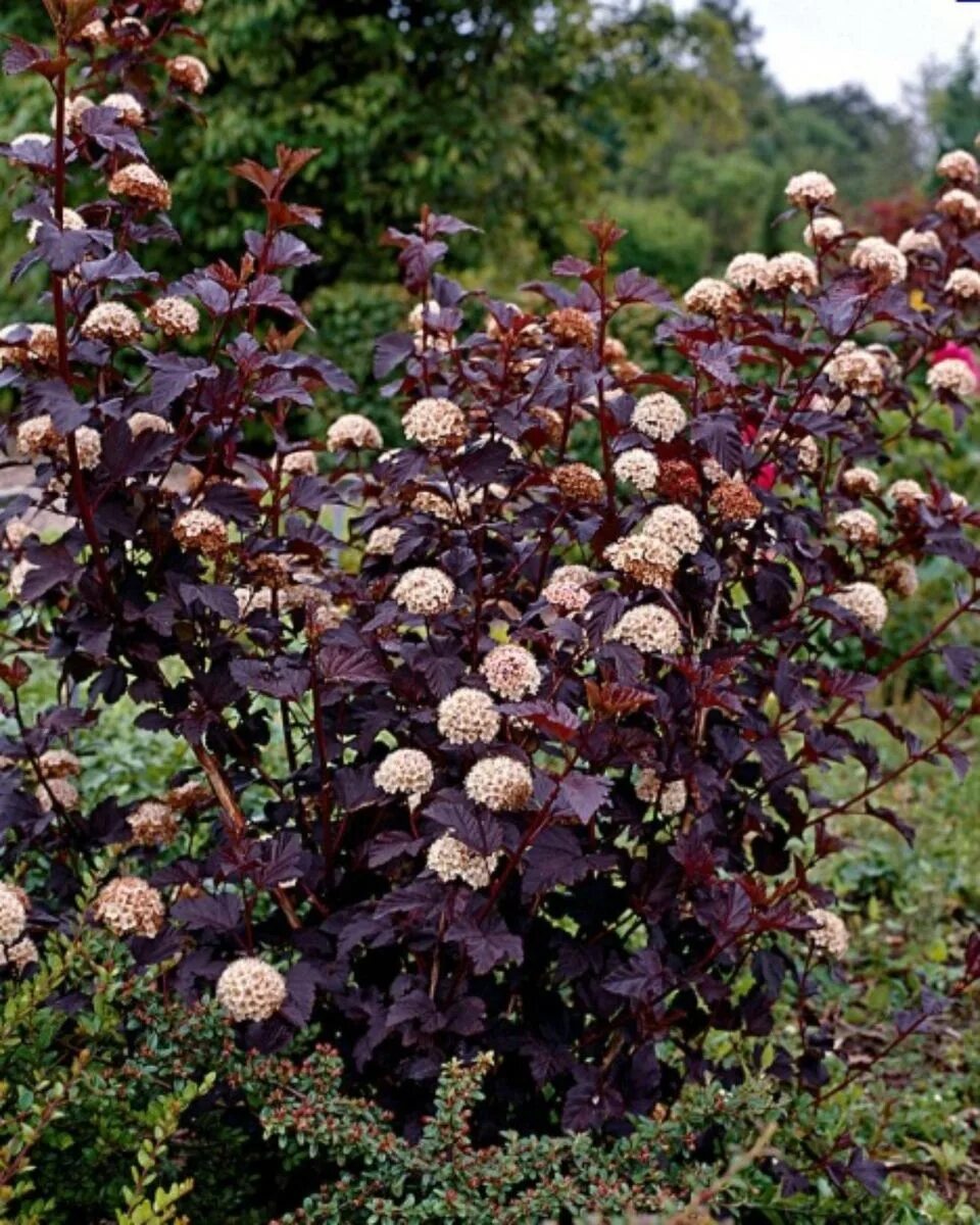 Пузыреплодник калинолистный (Physocarpus opulifolius)