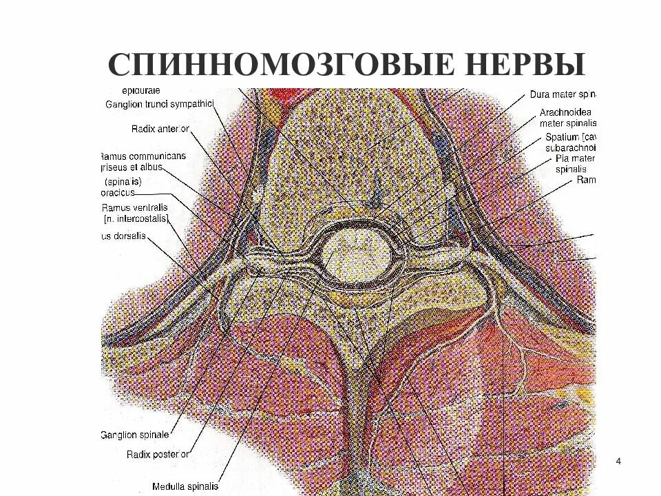 Периферические нервы и сплетения. Периферическая нервная система анатомия. Функциональная анатомия периферической нервной системы. Схема периферической нервной системы. Периферические спинномозговые нервы.
