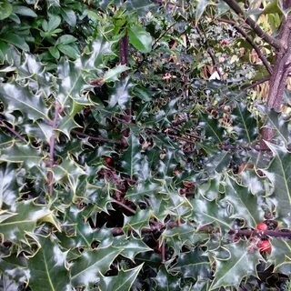 Ilex by
