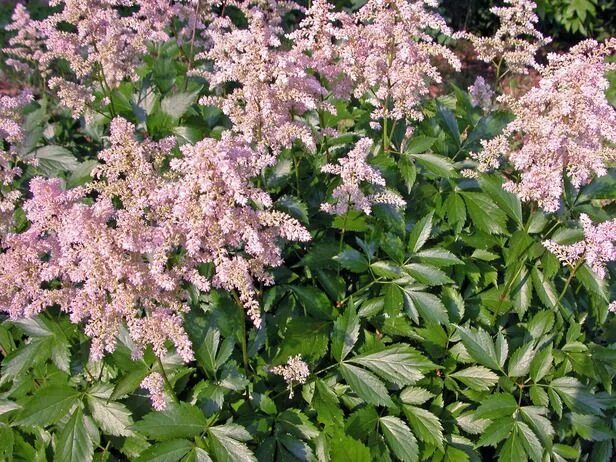 Астильба китайская/Astilbe chinensis - Астильба/Astilbe - Садовый центр ЛЕТО