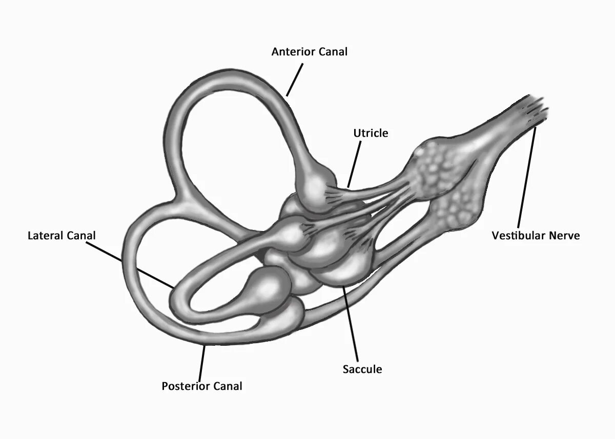 Inner system. Vestibular organ. the vestibular system. vestibular apparatus. n vestibulocochlearis схема.