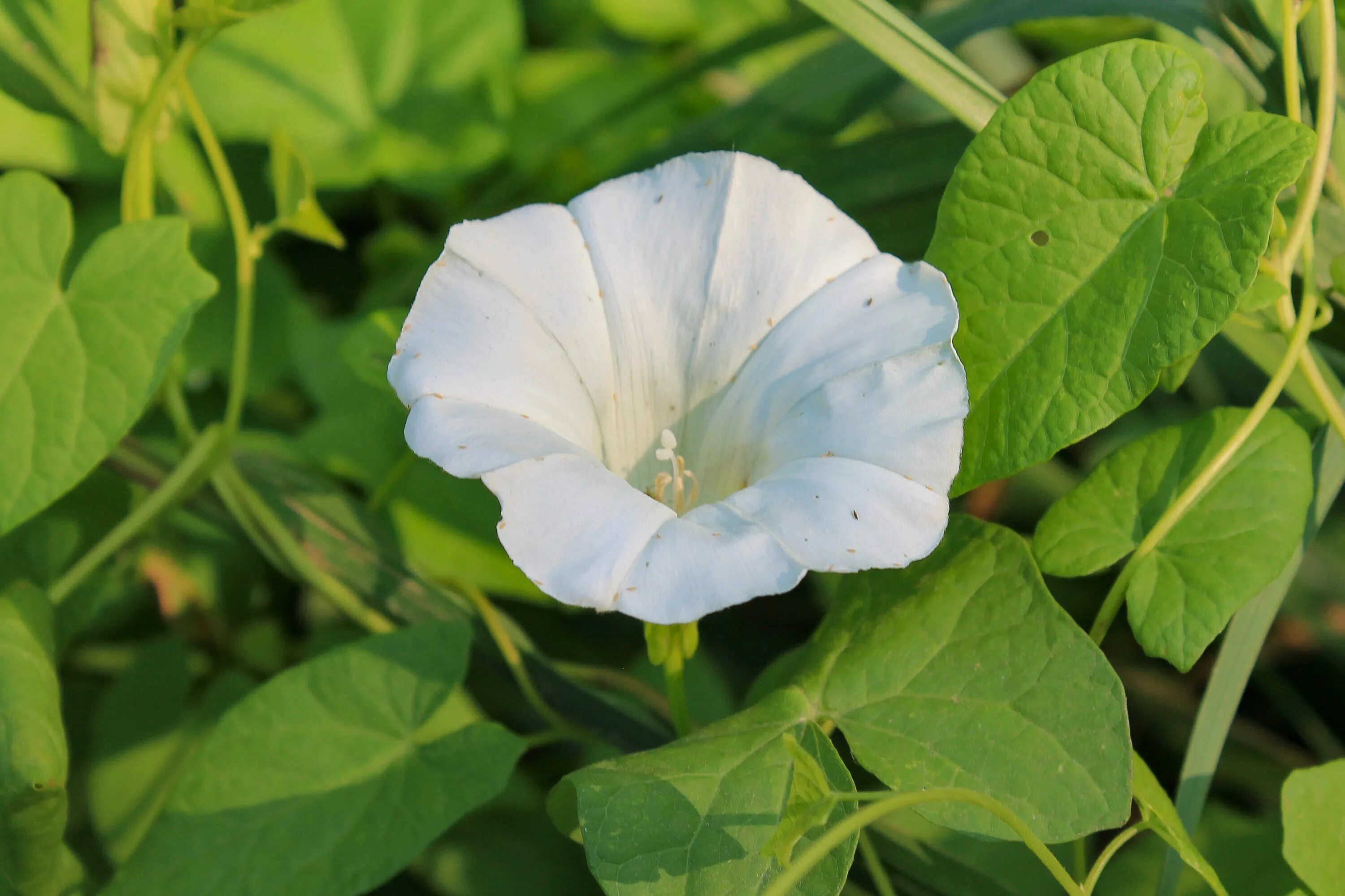 Вьюнок bindweed. Срок за вьюнок. Ипомея. Мавританский вьюнок. Срок за вьюнок.