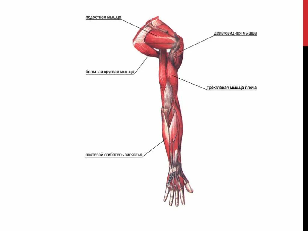Мышцы пояса верхней конечности анатомия. Мышцы свободной верхней конечности анатомия строение. Мышцы пояса верхних конечностей рисунок. Мышцы конечностей плечевого пояса. Рука человека название