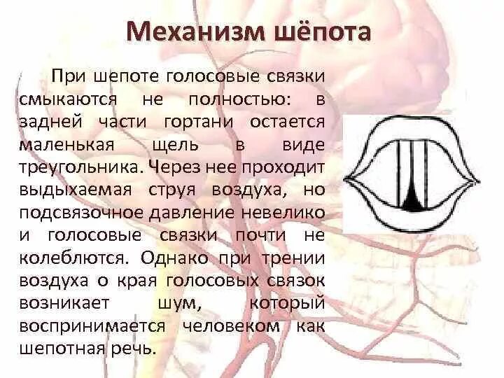 Как восстановить голосовые связки и охрипший. Голосовые связки при фонации. Голосовые связки сомкнуты. Голосовые связки при шепоте. Голосовые связки голосообразование.