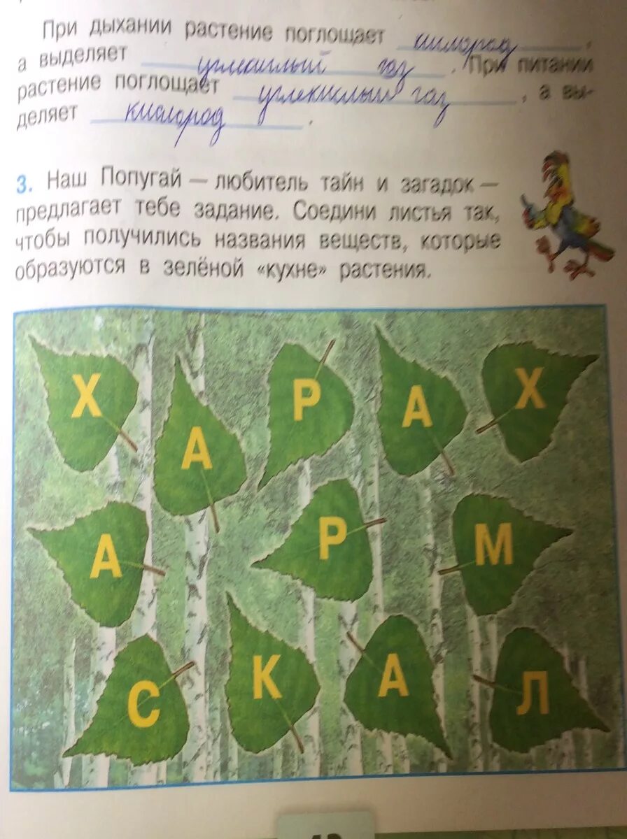 Вещество которое образуется в зеленой кухне растения. Вещества которые образуются в зеленой кухне. Название веществ в зеленой кухне растения. Листовое питание растений. Название веществ в зеленой кухне растения.