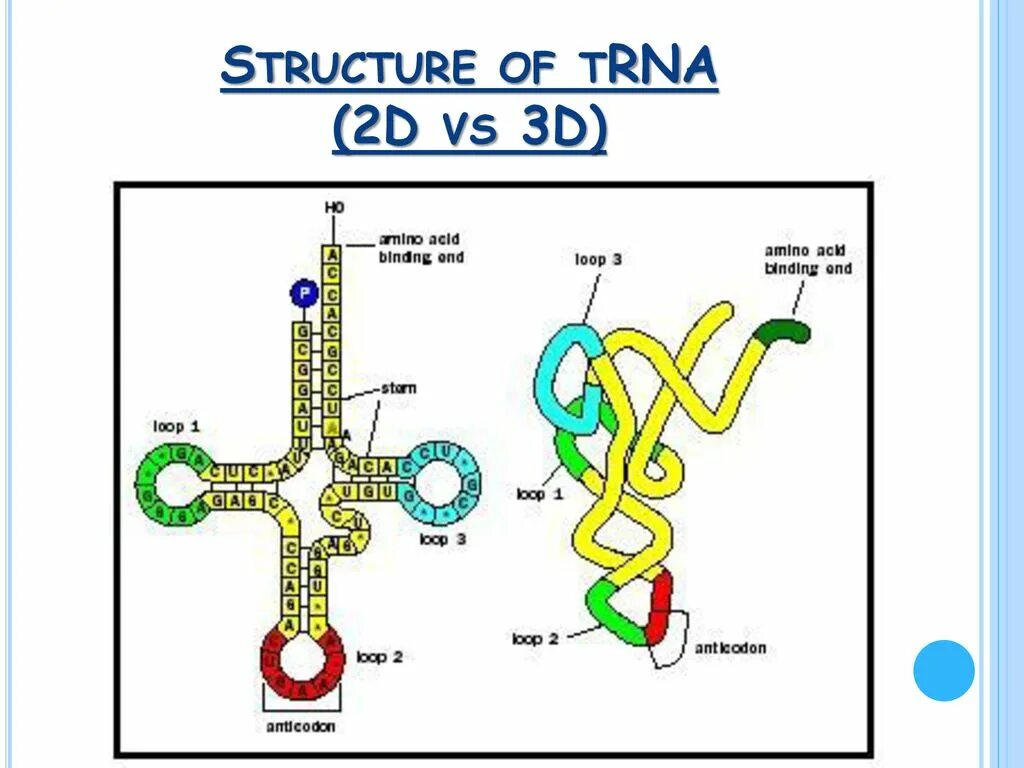 Структуры РНК первичная вторичная и третичная. Вторичная структура ТРНК представляет собой. Вторичная структура ТРНК. Вторичная и третичная структура ТРНК.