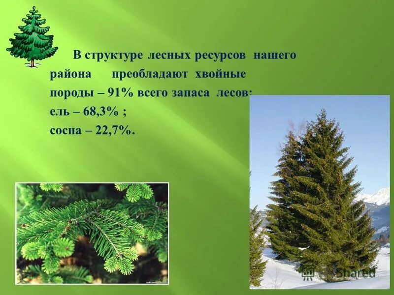 Хвойные 3 класс. Ель Лесная формирование. Ель и сосна научный текст. Сорта елей в наших лесах. На территории Аскизского района преобладают хвойные породы.