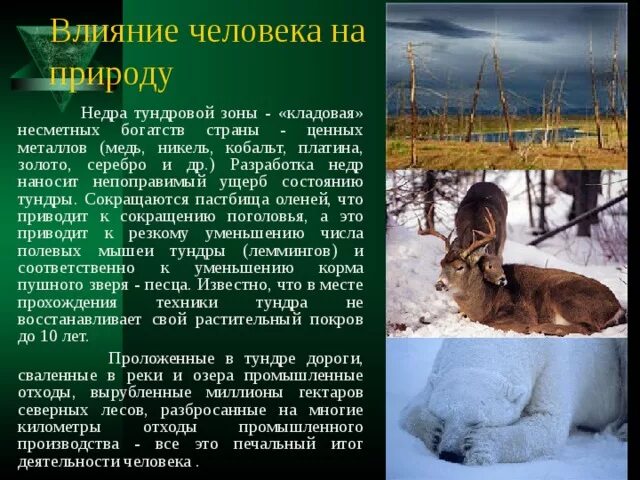 Изменение природы северной америки человеком сообщение. Влияние деятельности человека на тундру. Влияние человека на природу тундры. Влияние человека на природную зону тундры. Хозяйственная деятельность тундры.