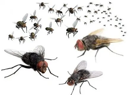 Flies download