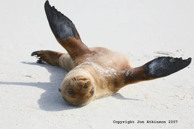 тюлений хвост. тюлент добрый. тюленьчик. хвост тюленя. тюлений хвост.