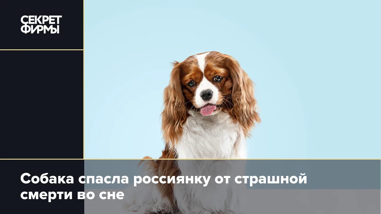 Сонник спас щенка