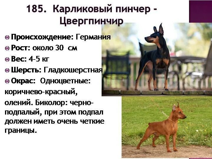 Цвергпинчер описание породы и характеристики. Пинчер карликовый особенности породы и характера. Карликовый пинчер описание породы вес. Собака породы доберман характер. Доберман-пинчер характеристика породы.