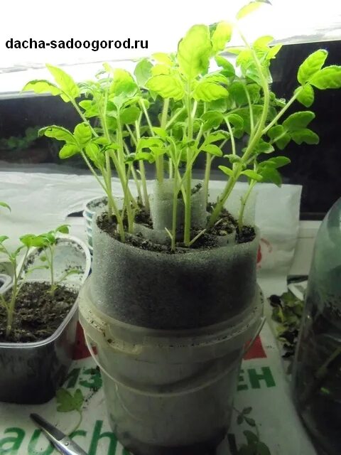 рассада в улитке с землей. рассада помидор в стаканчиках. пикировка томатов в улитку. помидоры в улитке рассада. пикировка томатов в пеленки.