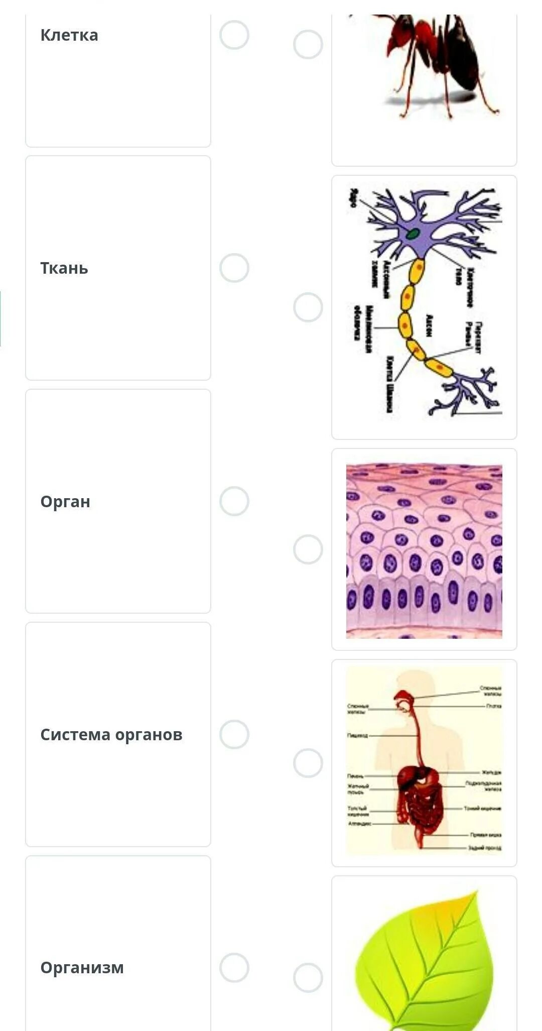 Клетка ткань орган система. Понятия: клетка, ткань, орган, система органов. Клетка орган система органов организм. Клетка ткань организм систему организмов. Ткани органы системы органов животных