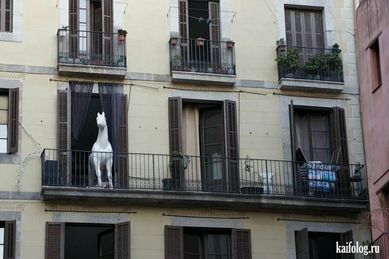 Балкон смешной. Лошадь на балконе. Коза на балконе. Балкон прикол.