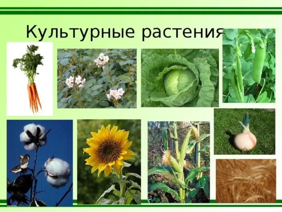 Культурные растения. Семена культурных растений. Культурные растения культурные растения. Культурные растения фотографии.