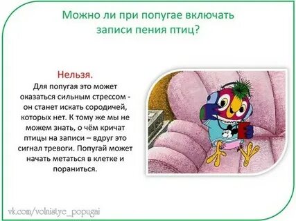 Включи попугая говорить
