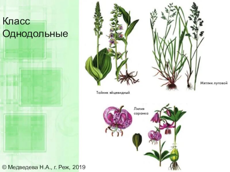 Однодольные травянистые растения. Однодольные кустарники. Класс Однодольные. Однодольные цветковые растения. Спаржа однодольное или двудольное растение