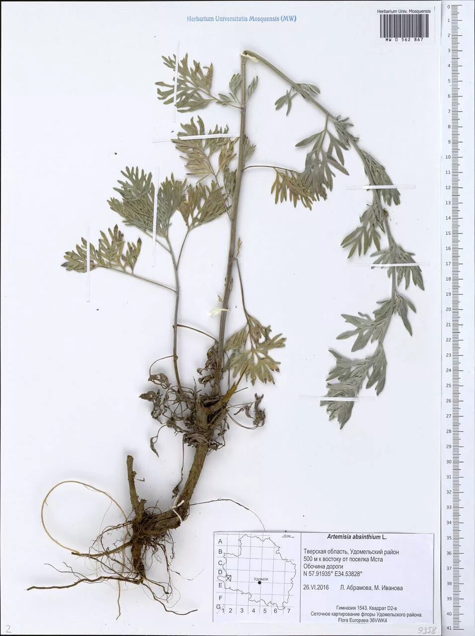Полынь обыкновенная (чернобыльник). Artemisia frigida willd. Artemisia vulgaris россия. Полынь горькая стебель. Полынь горькая фармакогнозия.