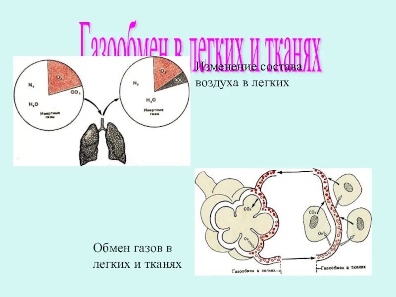 Круги газообмена в легких. Газообмен в легких и тканях. Схема газообмена в легких и тканях. Обмен газов в легких. Механизм легочного и тканевого газообмена.