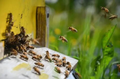 Перед дождем пчелы сидят в улье