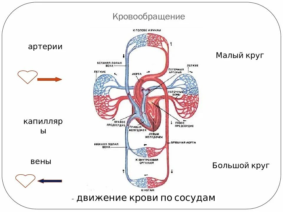 Направления движения артерии. Сосуды большого круга кровообращения схема. артерии большого и малого круга кровообращения схема. венозный сосуд в большом круге кровообращения. схема большого круга кровообращения венозного.