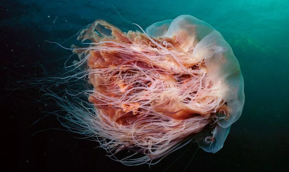 Почему много медуз. Медуза волосистая цианея. Арктическая медуза цианея. Медуза цианея гигантская. Цианея медуза ядовитая.