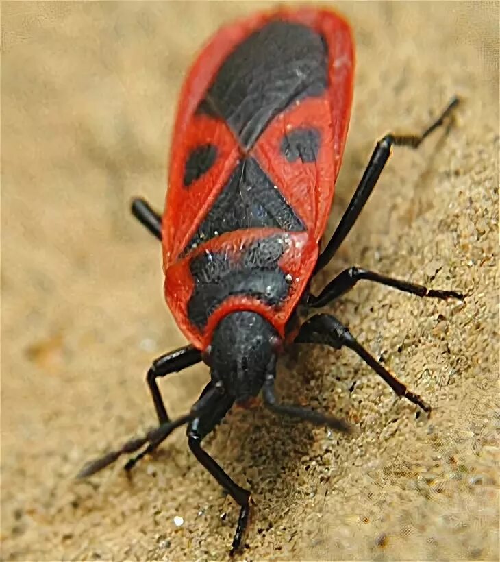 Red bug