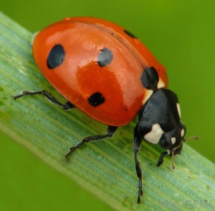 Mine bug. Жесткокрылые божья коровка. семиточечная божья коровка. божья коровка отряда жесткокрылых. ladybug божья коровка.