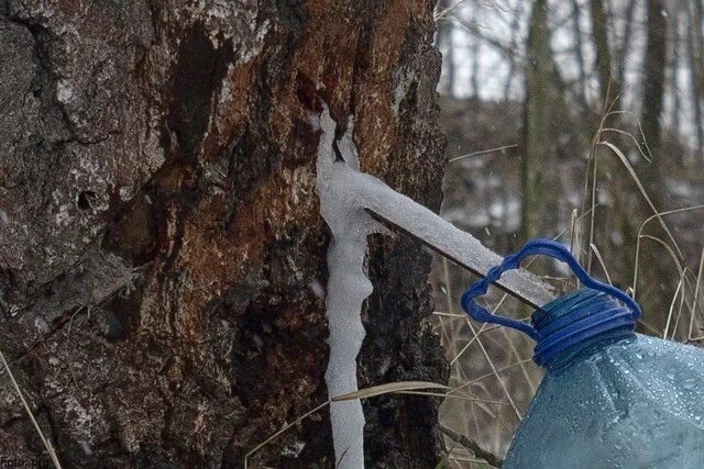 Для сбора березового сока приспособление купить. Кран для березового сока. Березовый сок замерз. Берёзовый сок. Краник для сбора березового сока.