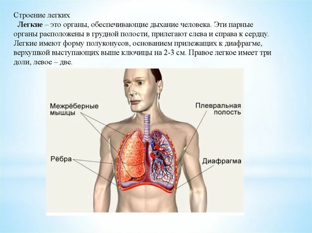 Легкие строение. Строение легкиичеловека. Лёгкие строение челлвека. Лёгкие человекастррение. Парные органы в организме