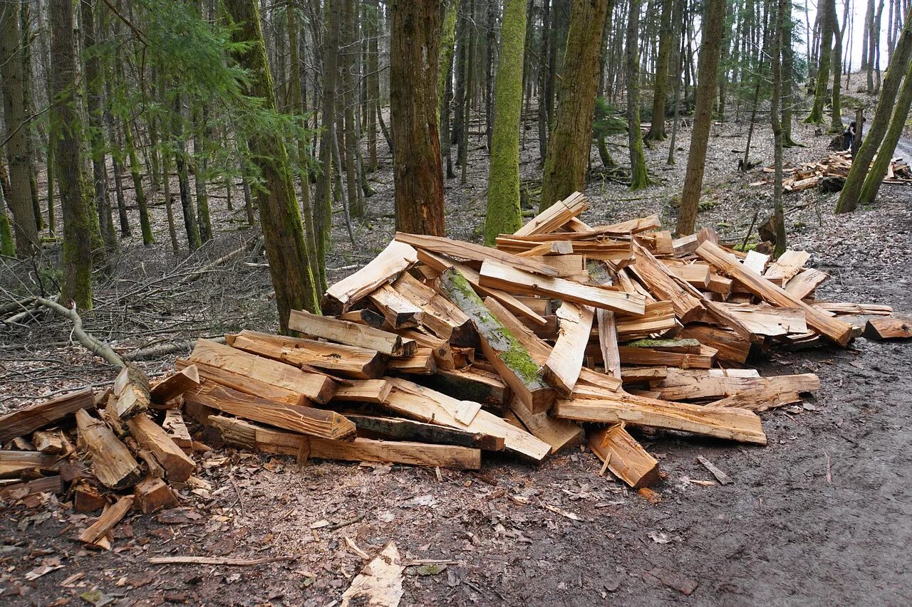 Куча валежника. Валежник. Куча валежника. Дрова валежник. Дрова в лесу.