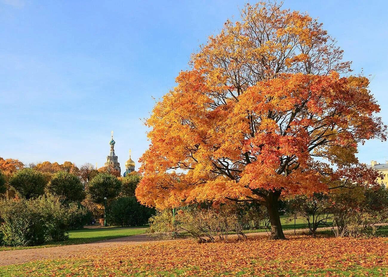 Maple tree