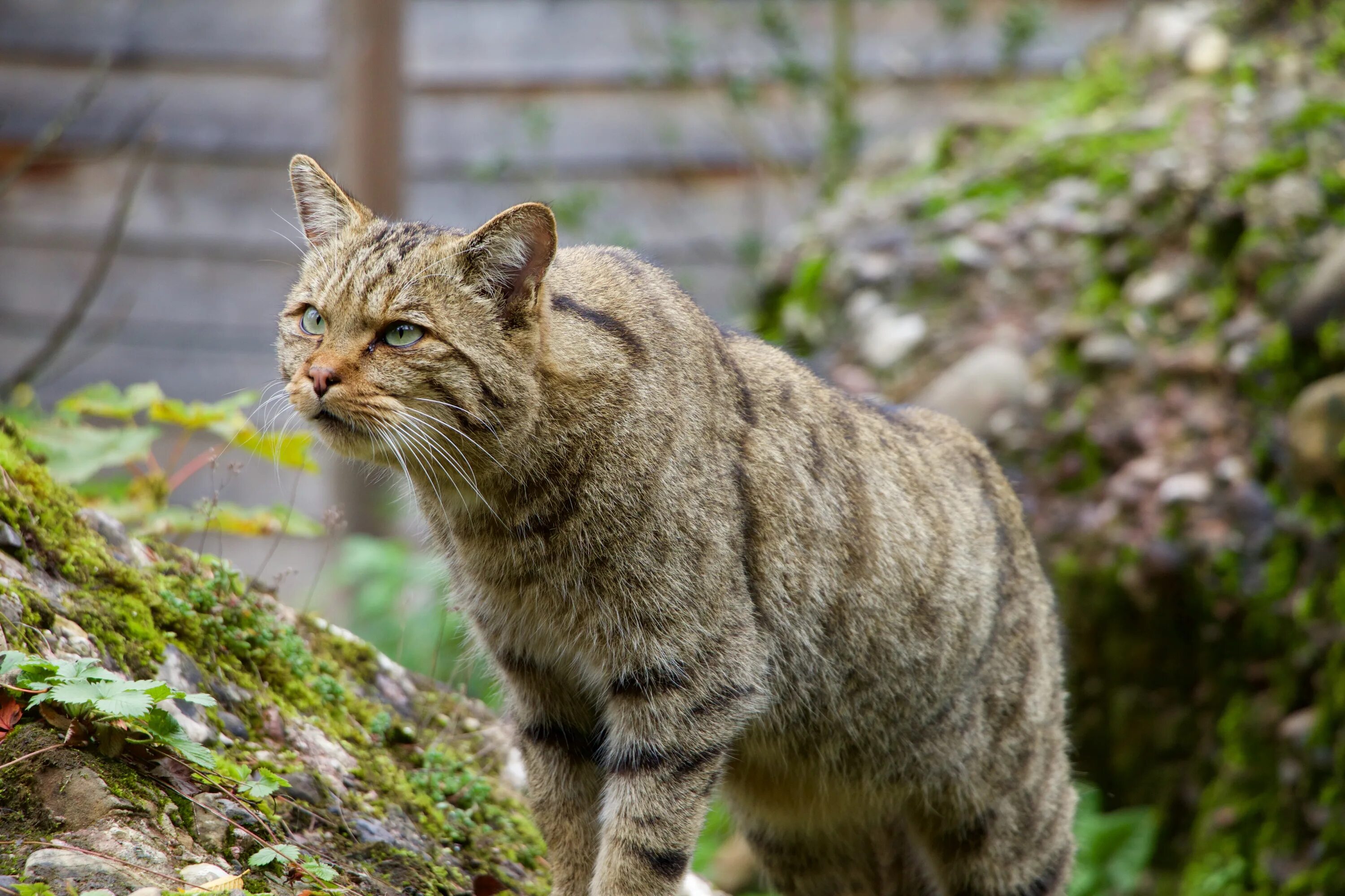 Европейский Лесной кот камышовый. Сибирский камышовый кот. Шотландская Лесная кошка. Пиксибоб кошка. Дикий 10 на русском