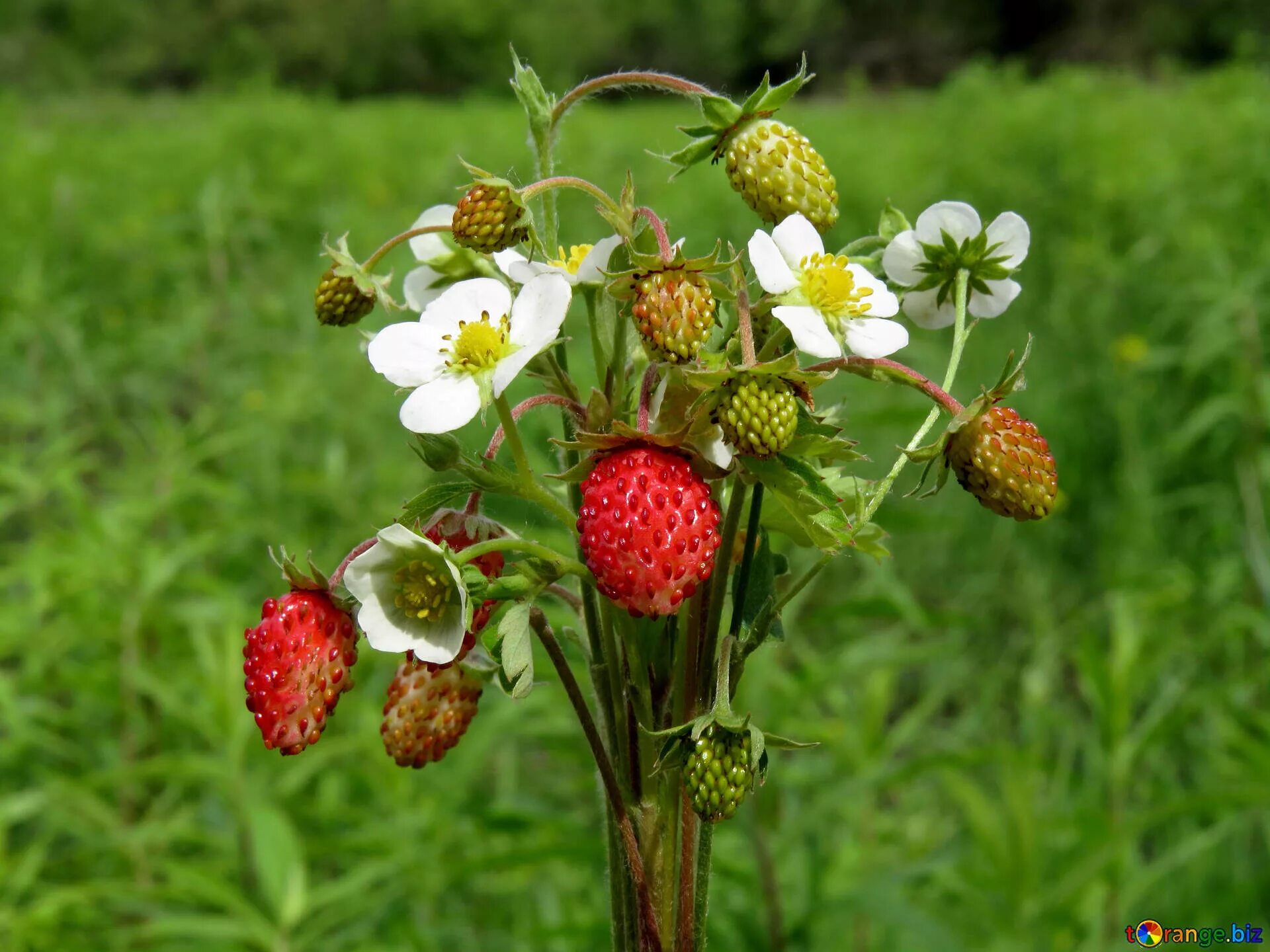 опыление клубники. пчела на клубнике. пчела на цветке клубники. пчёлы земляники. пчелы и земляника.