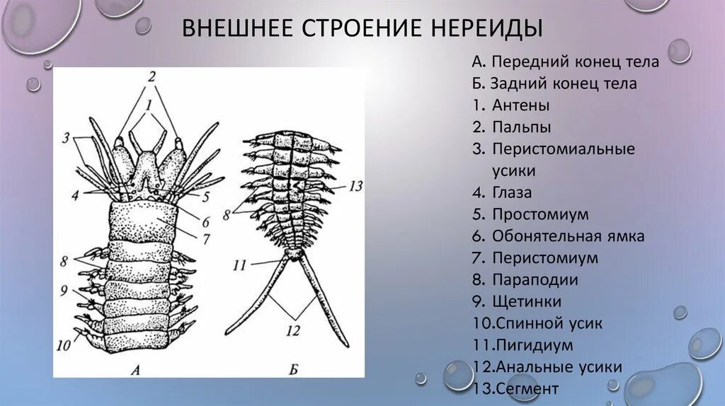 Мышцы беспозвоночных. Многощетинковые черви параподии. Нереиды черви строение. Многощетинковый червь нереис строение. Передний отдел тела параподия Нереиды.