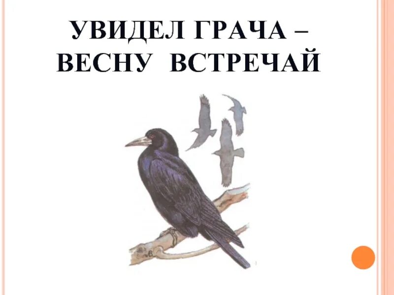 Грачи перелетные птицы или нет. Увидел Грача весну встречай пословица. Грач Перелетная птица. Титульный лист с Грачом. Грач птица Весенняя книга.