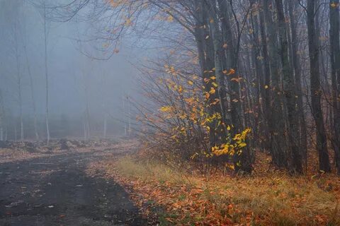 На рассвете в моем лесу начался осенний