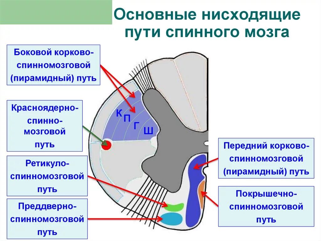 Проходящие пути спинного мозга. Основные нисходящие пути спинного мозга. Нисходящие проводящие пути спинного мозга. Схема нисходящих путей спинного мозга.. Перечислите нисходящие проводящие пути спинного мозга..