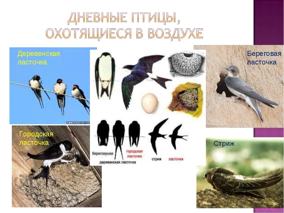 Ласточки и стрижи фото отличия сходство. Стриж и ласточка отличия. ласточка береговушка и стриж. отличие ласточки от стрижа. городские ласточки и стрижи.