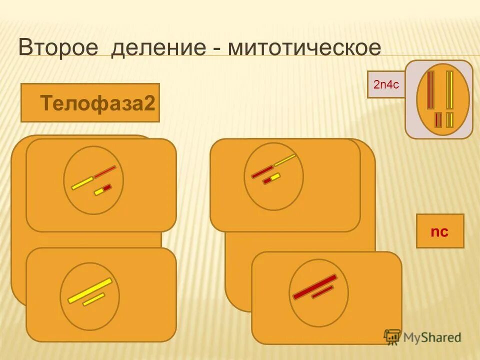 двух следующих друг за другом деления. редукционное деление мейоза. двух следующих друг за другом деления. деление клетки мейоз. мейоз этапы и описание.