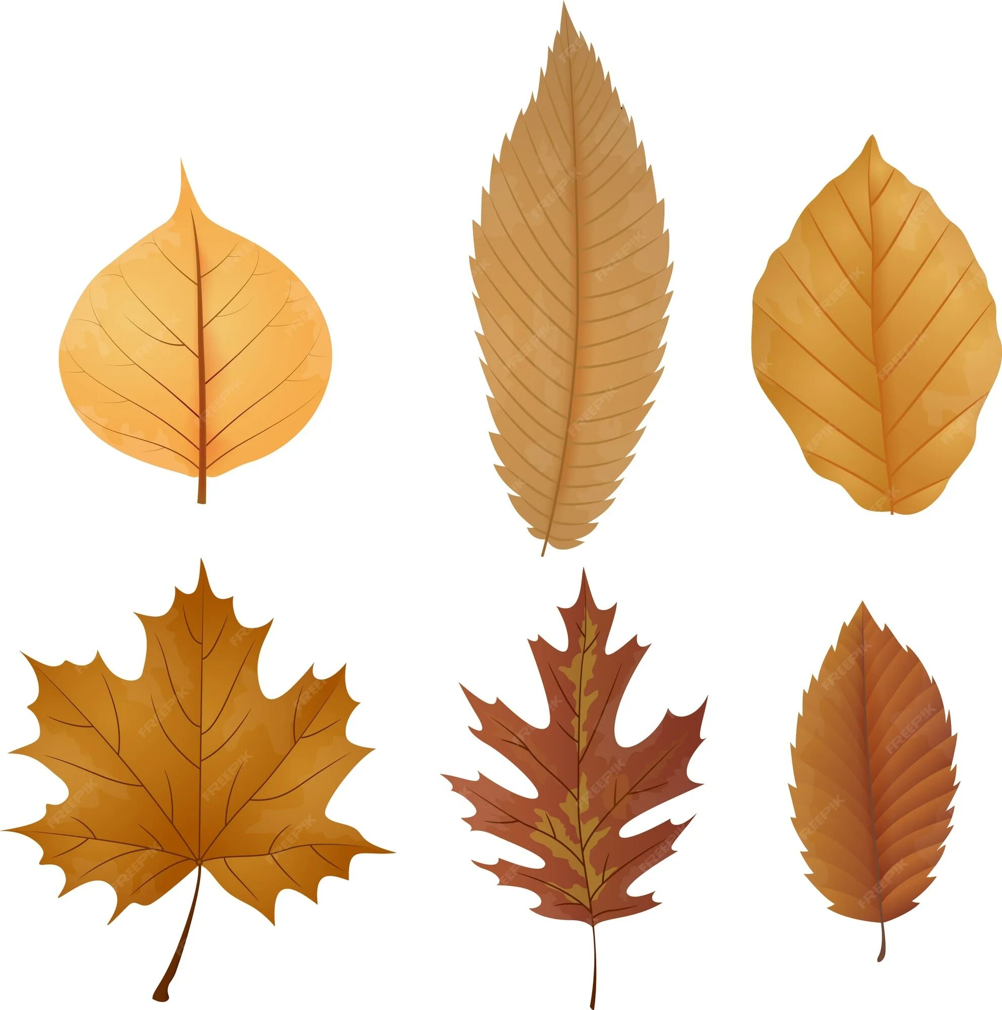 Сухие листья вектор. Листья сухие мультяшные. Иллюстрация сухие листья. Сухой листок вектор.