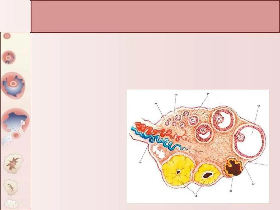 Киста желтого тела этиология и патогенез. Структура яичника фолликулы и желтое тело.
