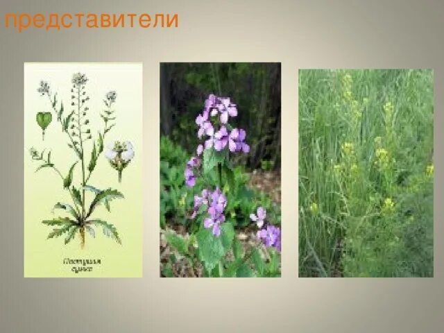 Презентация "Семейство Крестоцветные"