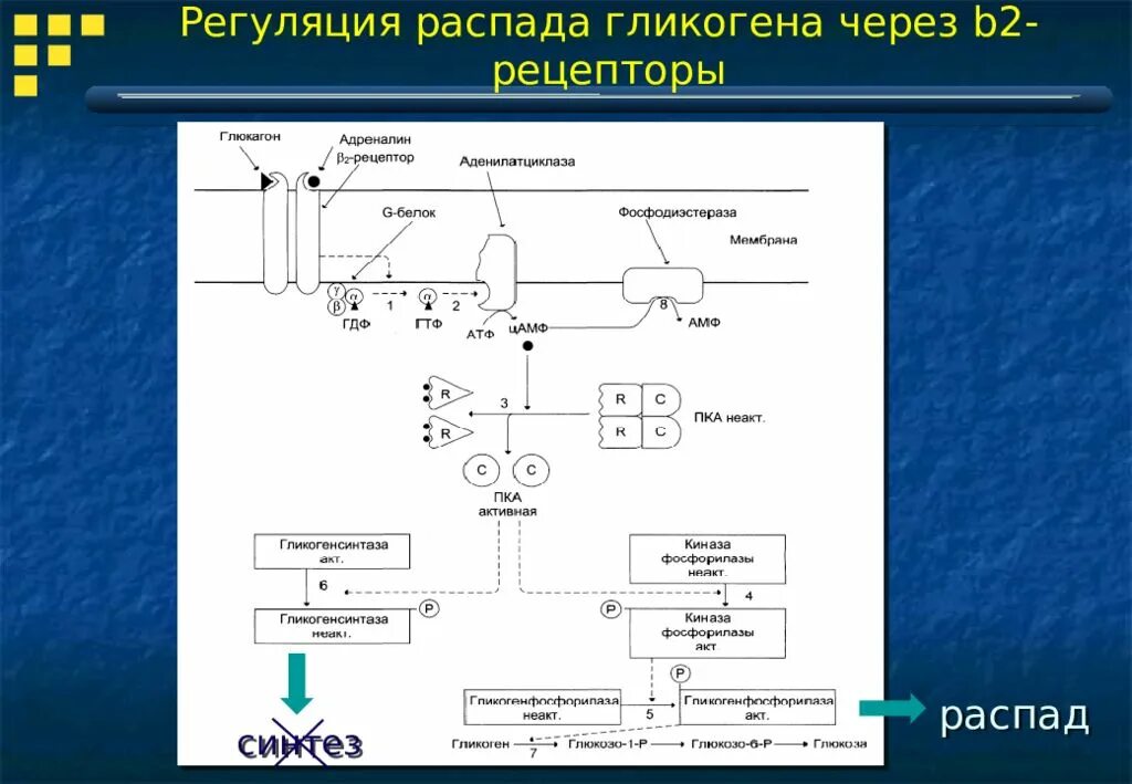 Регуляция распада гликогена. Регуляция синтеза гликогена. Регуляция синтеза и распада гликогена. Регуляция биосинтеза гликогена. Синтез гликогена стимулирует гормон