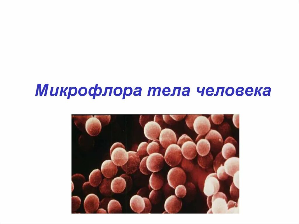Про микрофлору