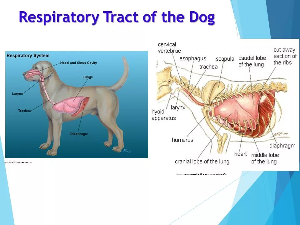 Дыхательная система собаки. Лёгкие собаки анатомия. Дыхательная система собаки анатомия. Собака дыхательная система легкие. Органы дыхания собаки анатомия.