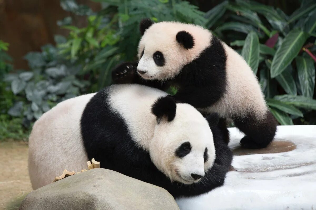 Pandas endangered