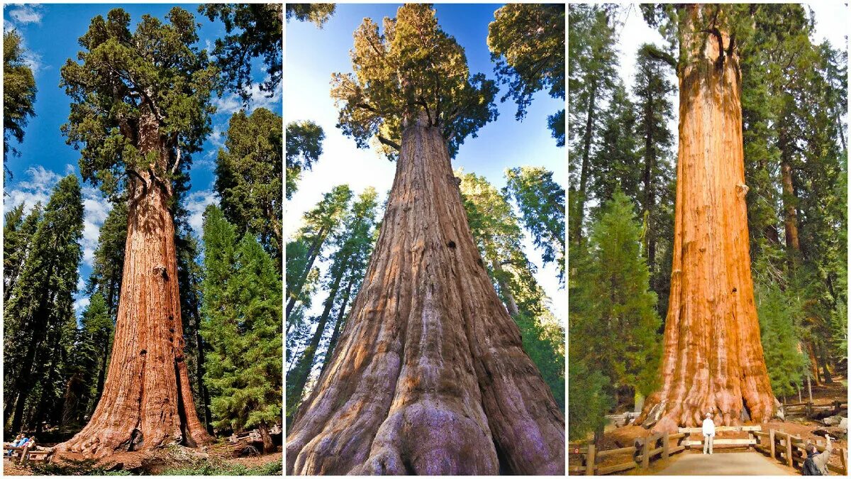 Дерево высокое фото и названия Things To Do in Sequoia National Park Travel Caffeine National parks, National